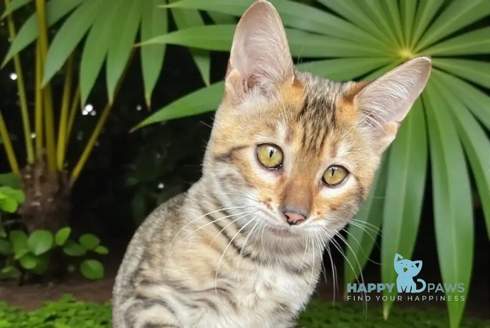 Liora-Kai Toyger female black tabby live animals
