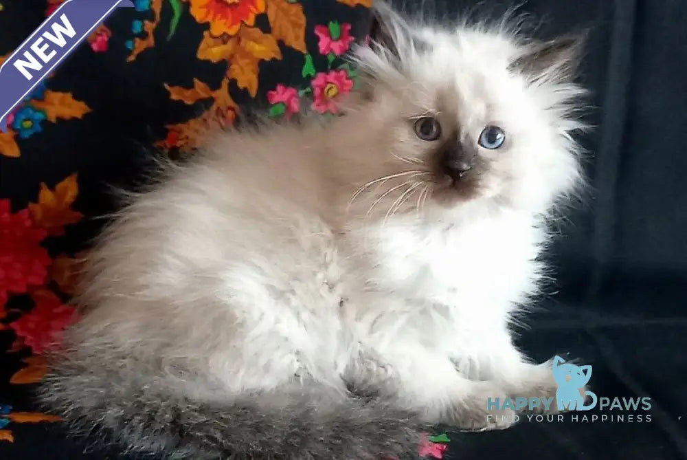 Liron Siberian male seal pointed live animals