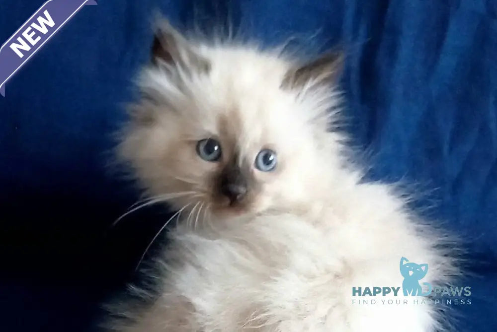 Liron Siberian male seal pointed live animals