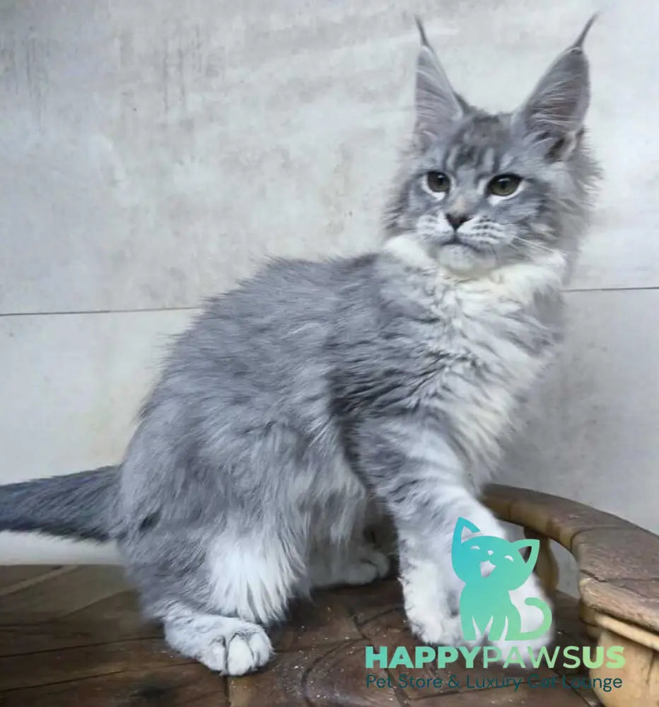 Lisa Maine Coon female blue silver ticked tabby - live animals