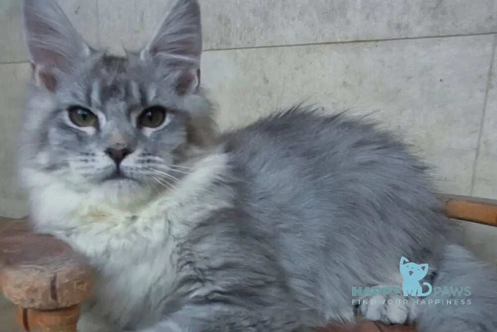 Lisa Maine Coon female blue silver ticked tabby - live animals