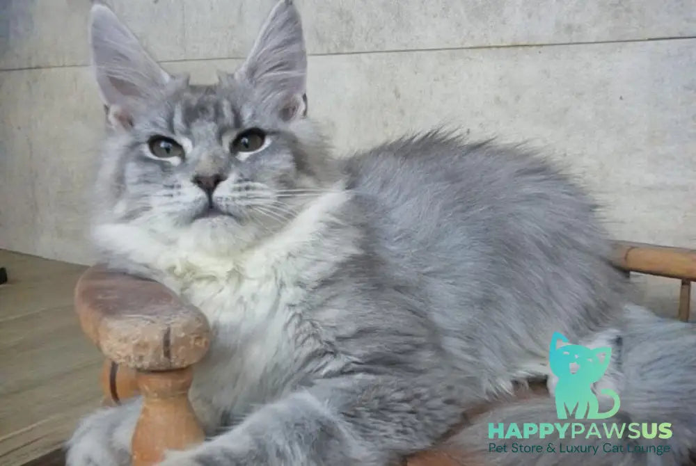 Lisa Maine Coon female blue silver ticked tabby - live animals