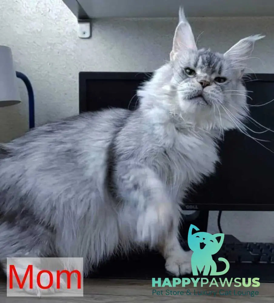 Lisa Maine Coon female blue silver ticked tabby - live animals