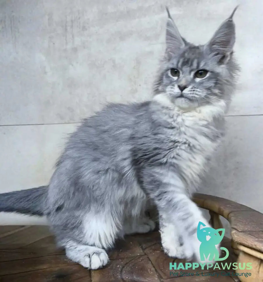 Lisa Maine Coon female blue silver ticked tabby - live animals