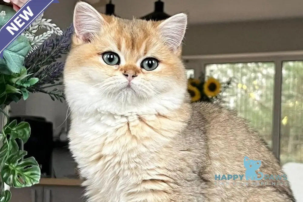 Lissa Scottish Straight female black golden shaded live animals