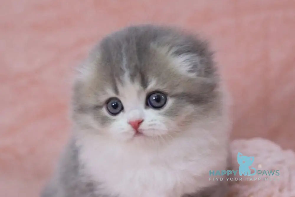 Lissy Scottish Fold female blue ticked tabby bicolour live animals