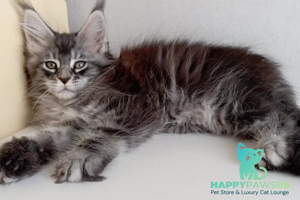 Liuks Maine Coon male black silver spotted tabby - live animals