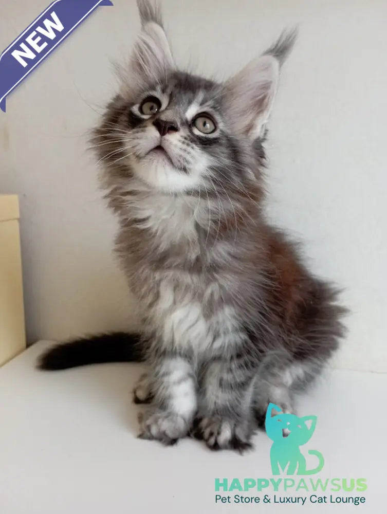 Liuks Maine Coon male black silver spotted tabby - live animals