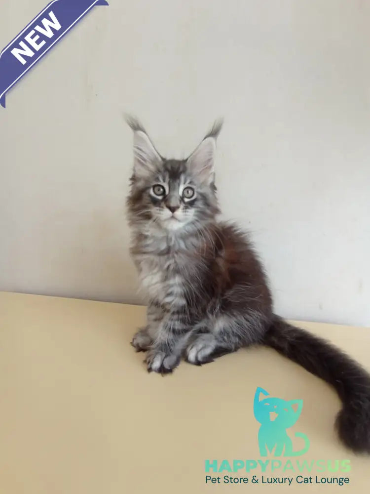 Liuks Maine Coon male black silver spotted tabby - live animals