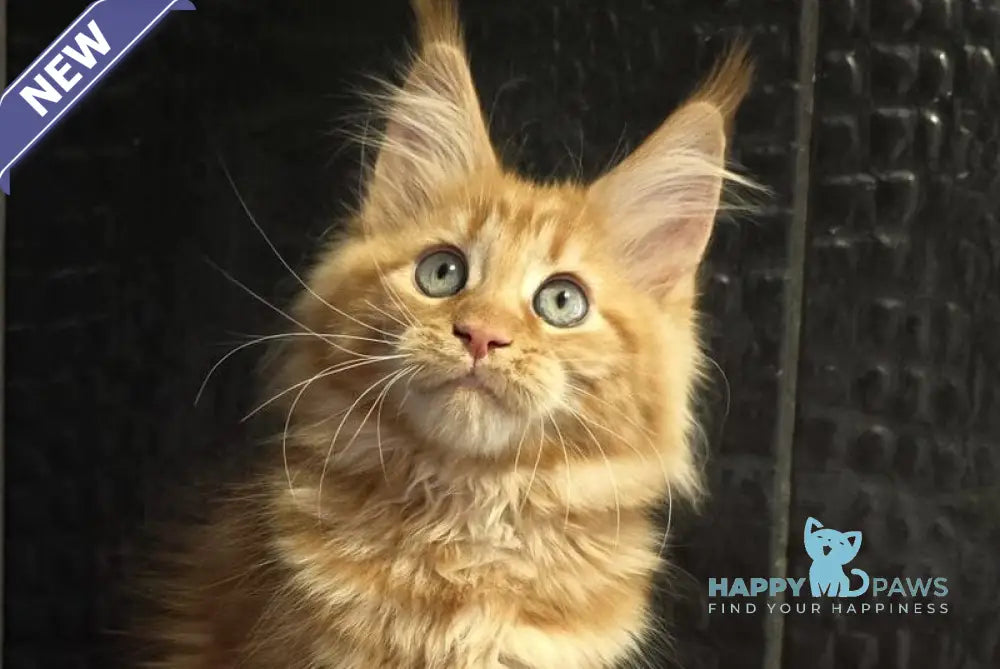 Livi Maine Coon female red live animals