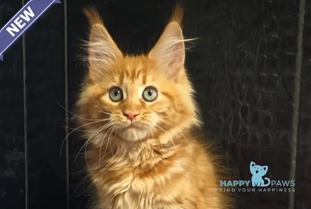 Livi Maine Coon female red live animals