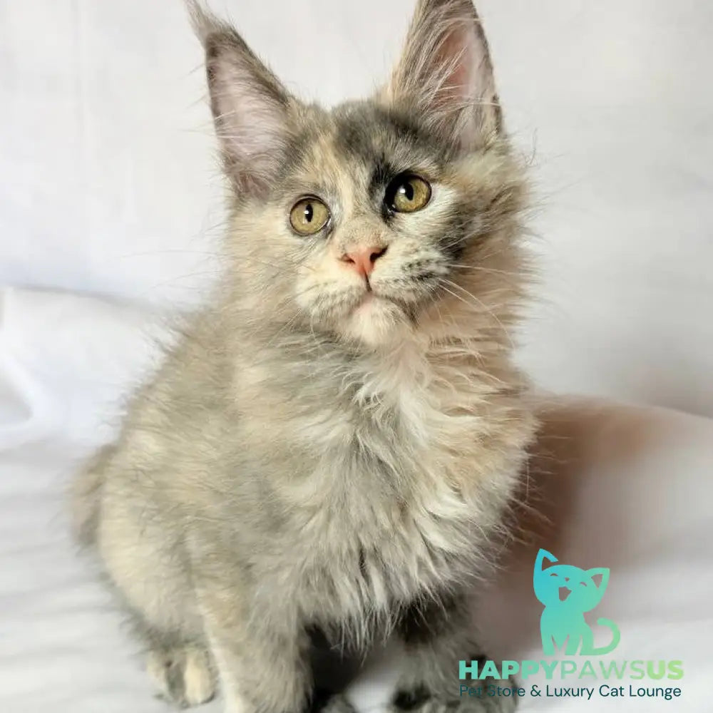 Livia Maine Coon polydactyl 6x6x6x6 female blue tortie silver - live animals