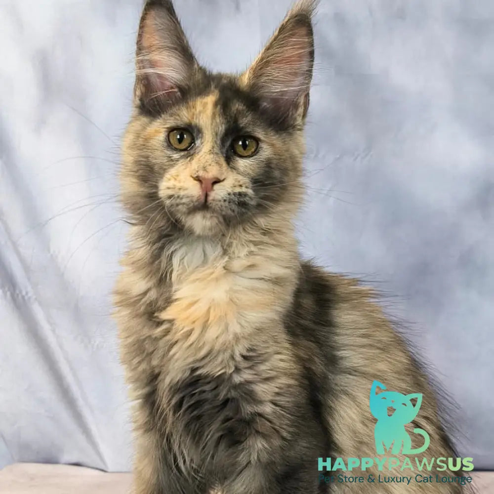 Livia Maine Coon polydactyl 6x6x6x6 female blue tortie silver - live animals