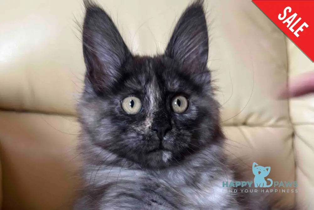 Liviya Maine Coon female black tortie silver live animals