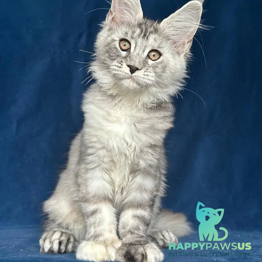 Liya Maine Coon polydactyl 6x6x6x6 female black tortie silver ticked tabby - live animals