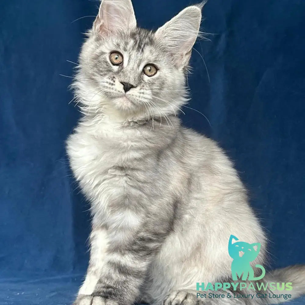 Liya Maine Coon polydactyl 6x6x6x6 female black tortie silver ticked tabby - live animals