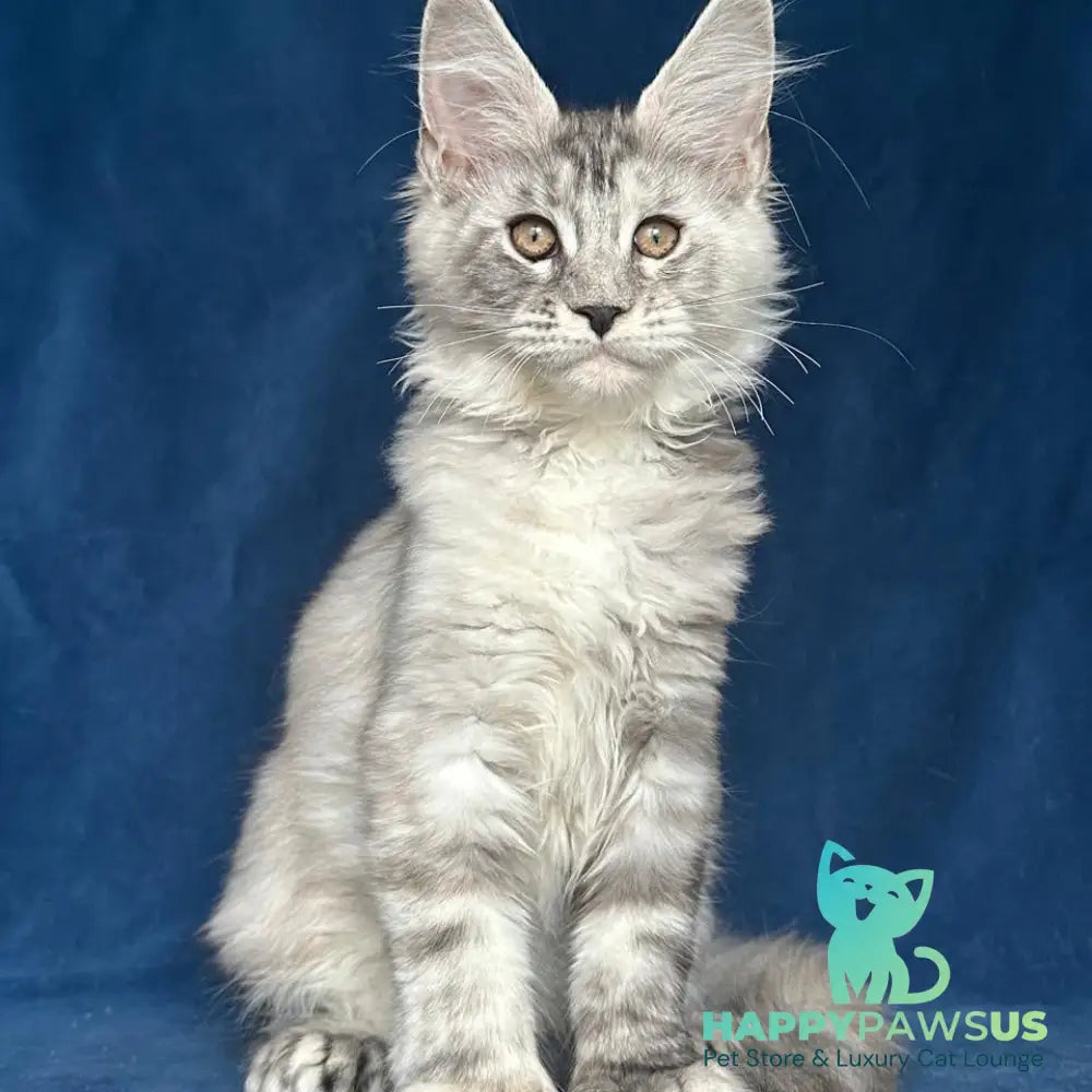 Liya Maine Coon polydactyl 6x6x6x6 female black tortie silver ticked tabby - live animals
