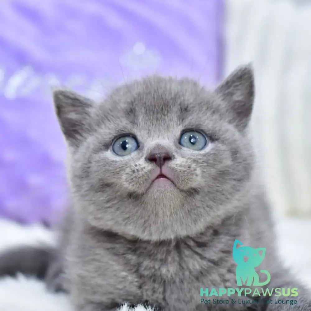 Liza Scottish Straight female blue - live animals