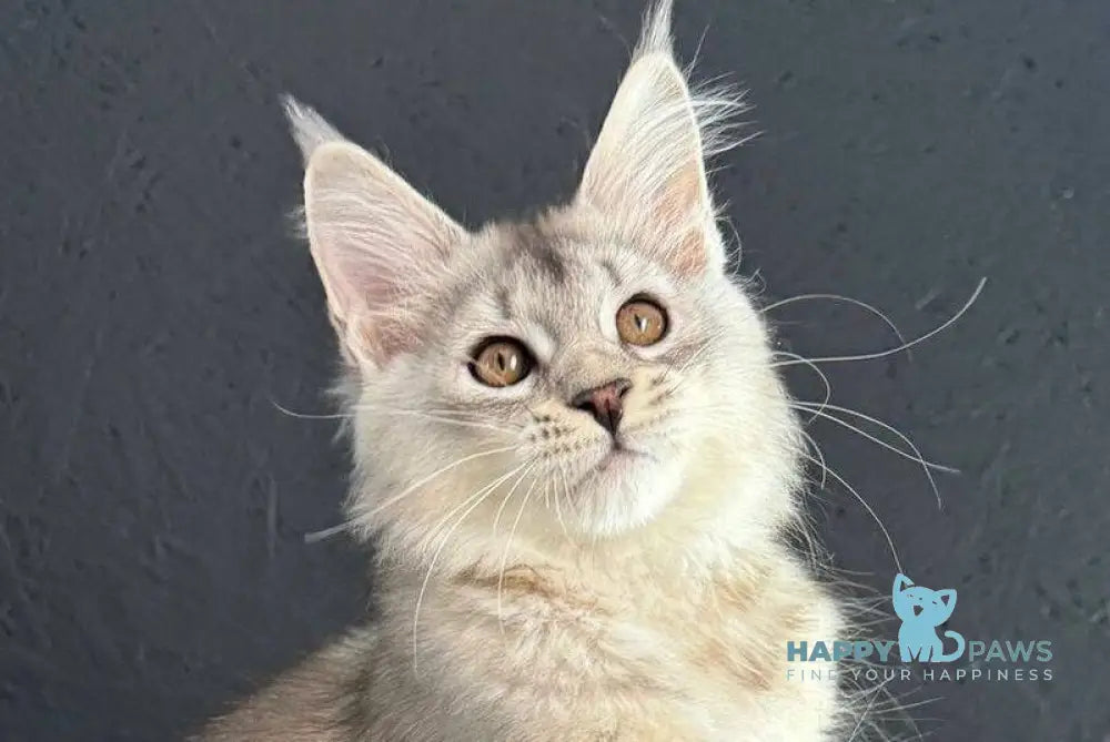 Lizbet Maine Coon female black silver ticked tabby live animals