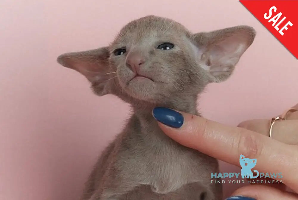 Logan Oriental Shorthair male lilac live animals