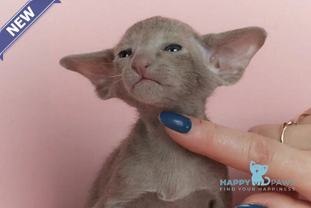 Logan Oriental Shorthair male lilac live animals