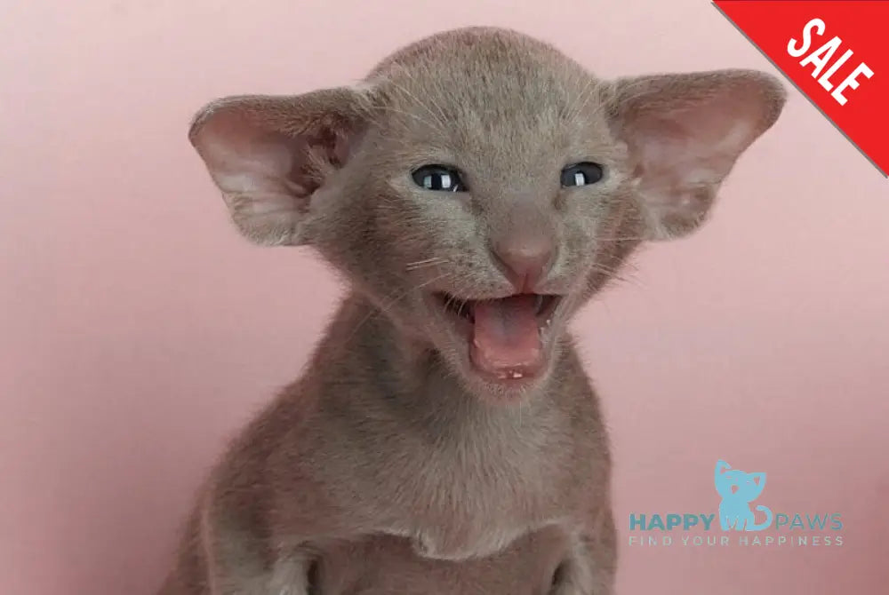 Logan Oriental Shorthair male lilac live animals