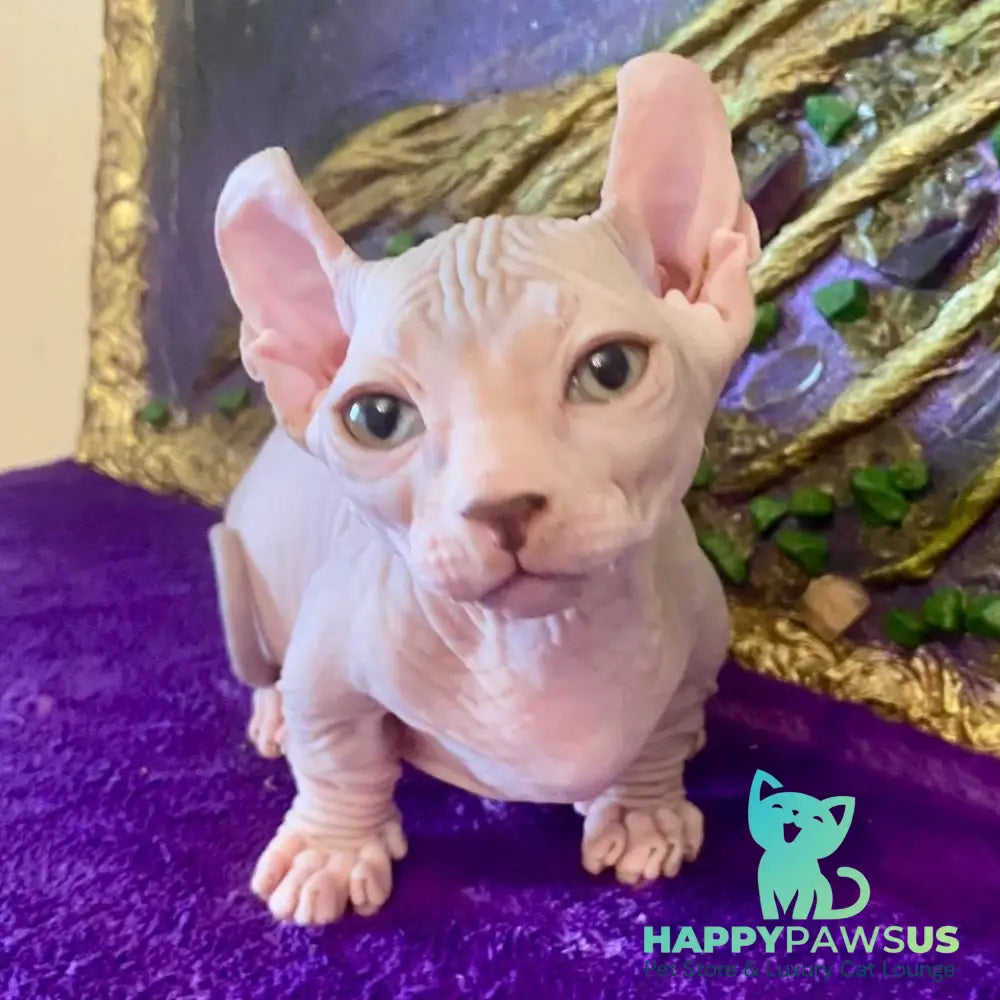 Loki Dwelf male blue tabby - live animals