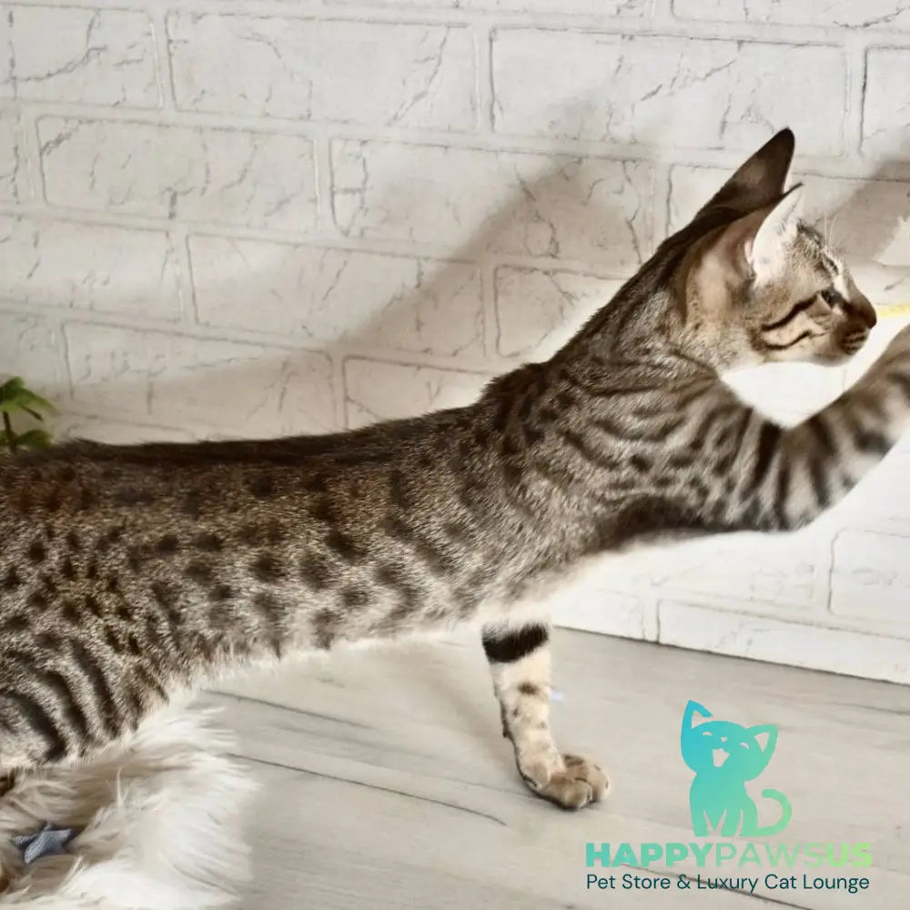 Loki Savannah male brown spotted tabby - live animals