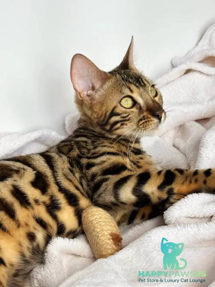 Lola Bengal female black spotted tabby - live animals