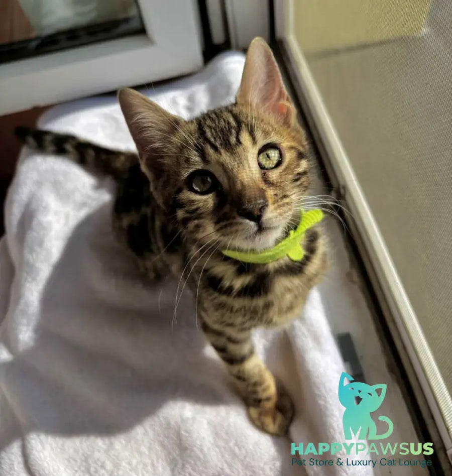 Lola Bengal female black spotted tabby - live animals