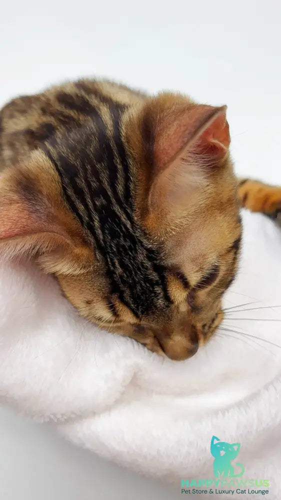 Lola Bengal female black spotted tabby - live animals