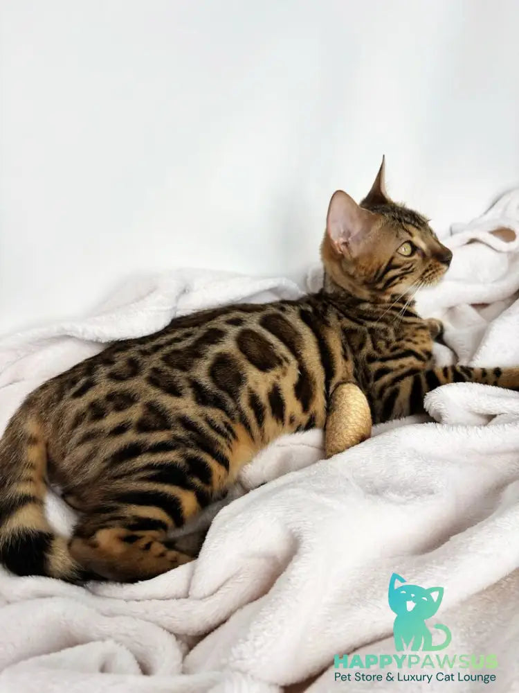 Lola Bengal female black spotted tabby - live animals