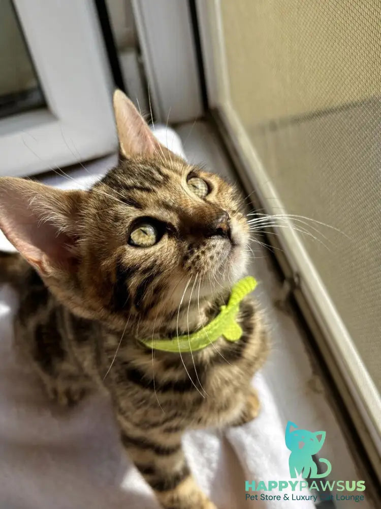 Lola Bengal female black spotted tabby - live animals