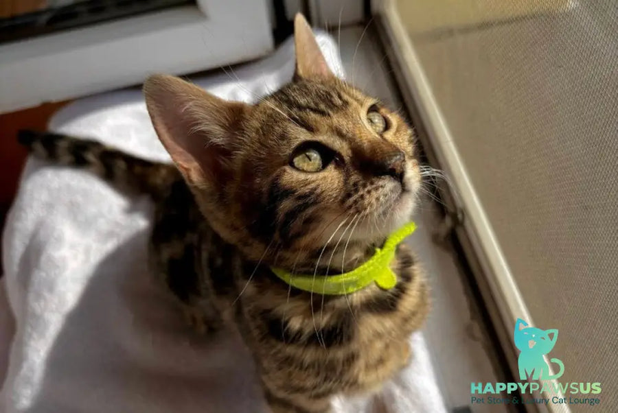 Lola Bengal female black spotted tabby - live animals