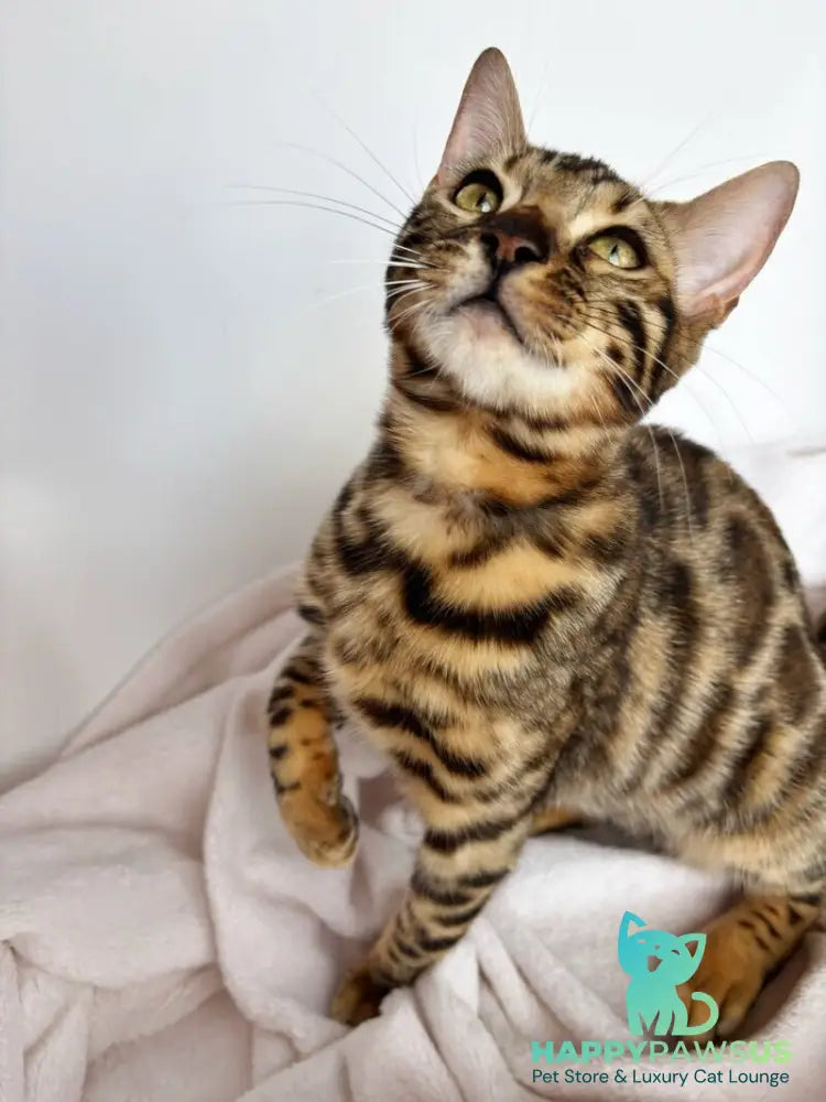 Lola Bengal female black spotted tabby - live animals