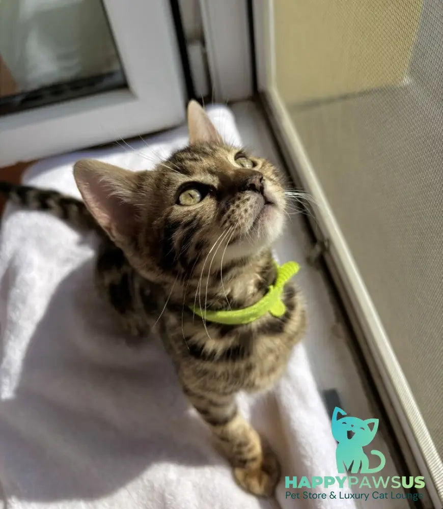 Lola Bengal female black spotted tabby - live animals