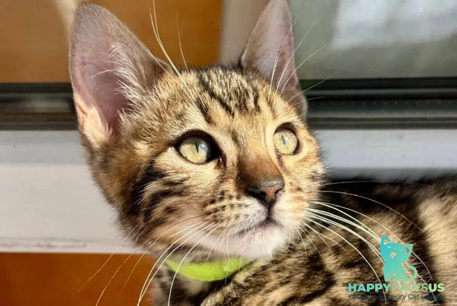 Lola Bengal female black spotted tabby - live animals