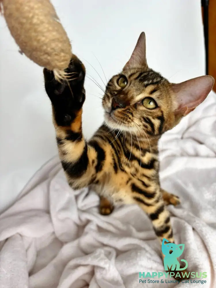 Lola Bengal female black spotted tabby - live animals