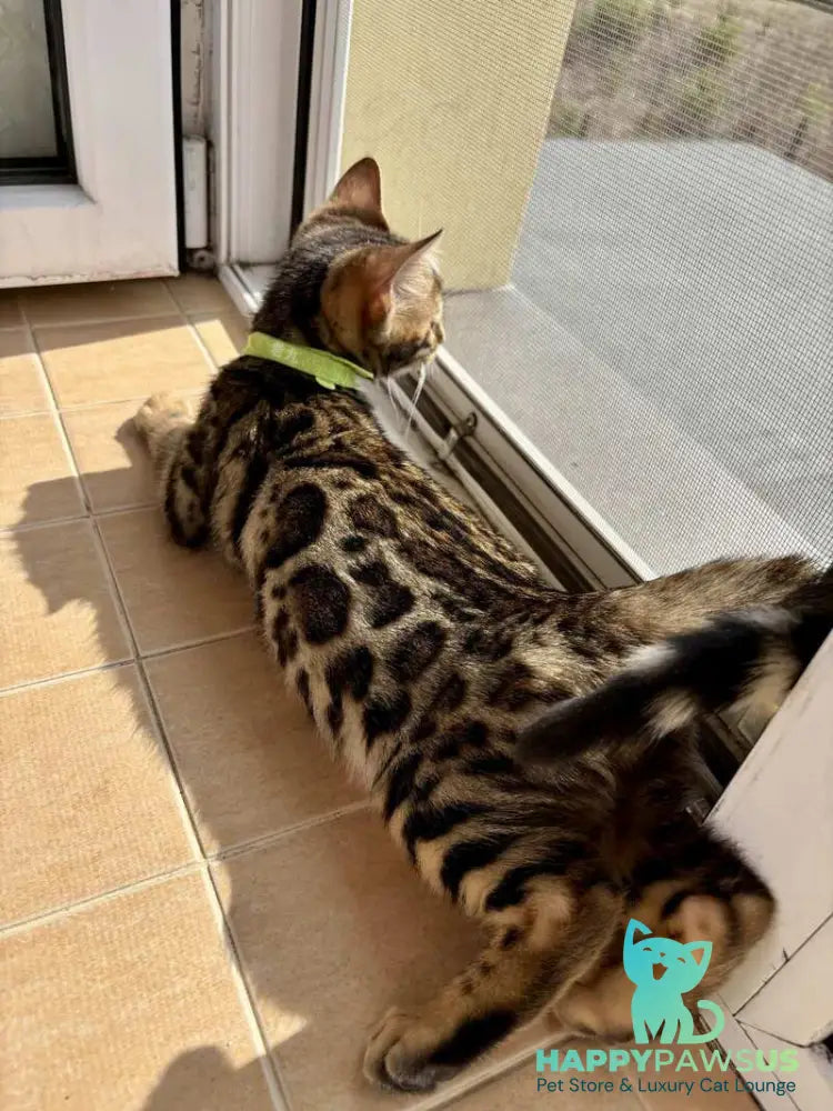 Lola Bengal female black spotted tabby - live animals