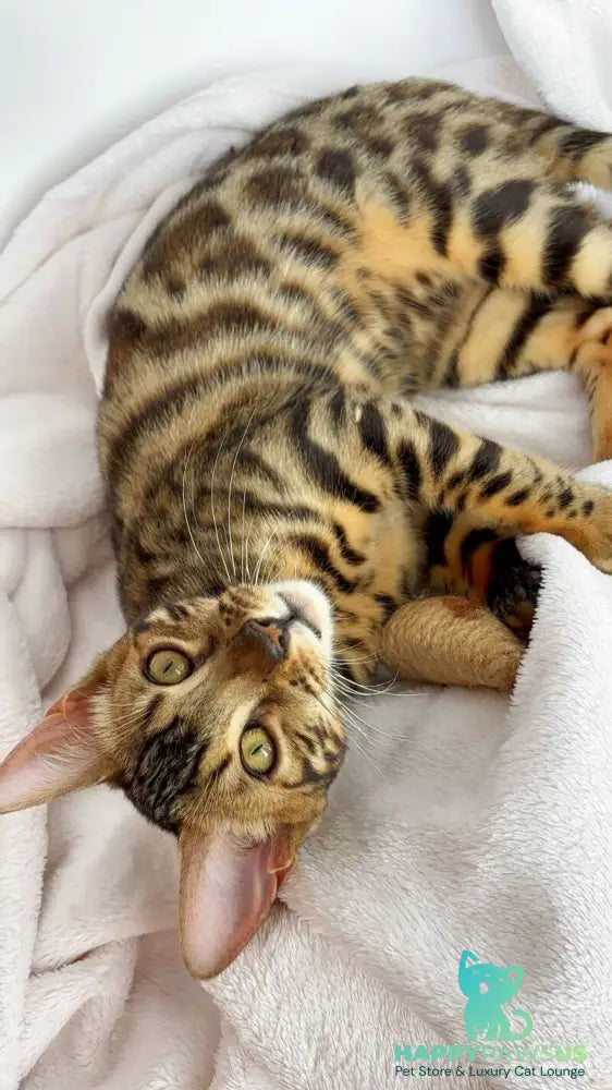 Lola Bengal female black spotted tabby - live animals