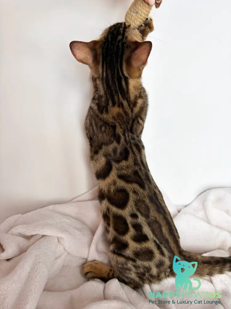 Lola Bengal female black spotted tabby - live animals