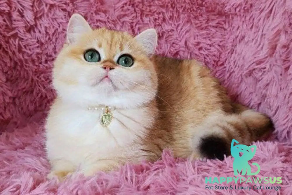 Lola British Shorthair female black golden shaded live animals