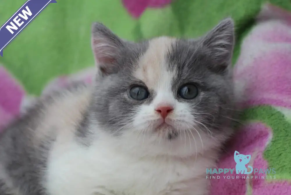 Lola British Shorthair female blue tortie bicolour live animals