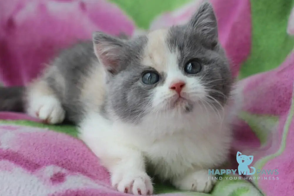 Lola British Shorthair female blue tortie bicolour live animals