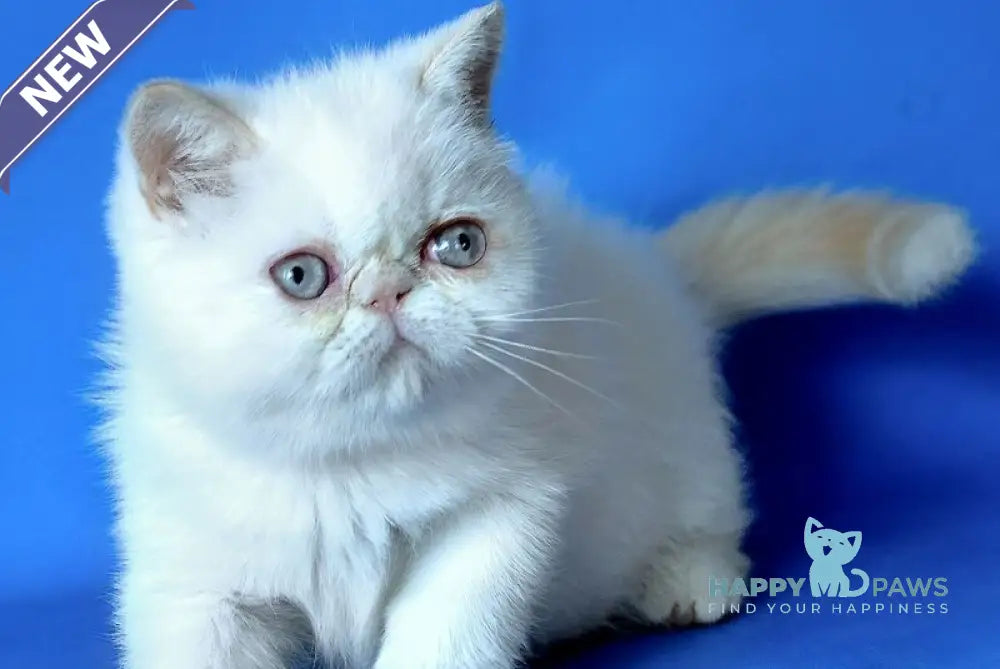 Lola Exotic female cream tabby - live animals
