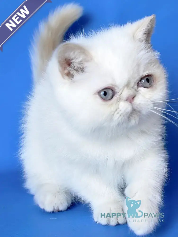 Lola Exotic female cream tabby - live animals