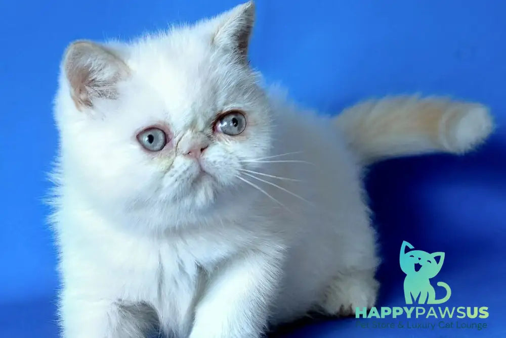 Lola Exotic female cream tabby - live animals