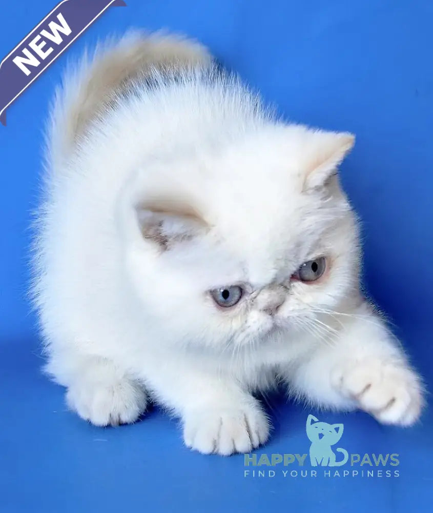 Lola Exotic female cream tabby - live animals
