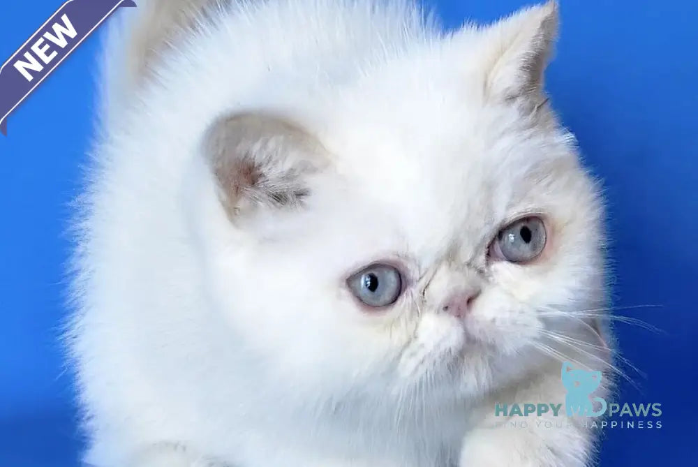 Lola Exotic female cream tabby - live animals