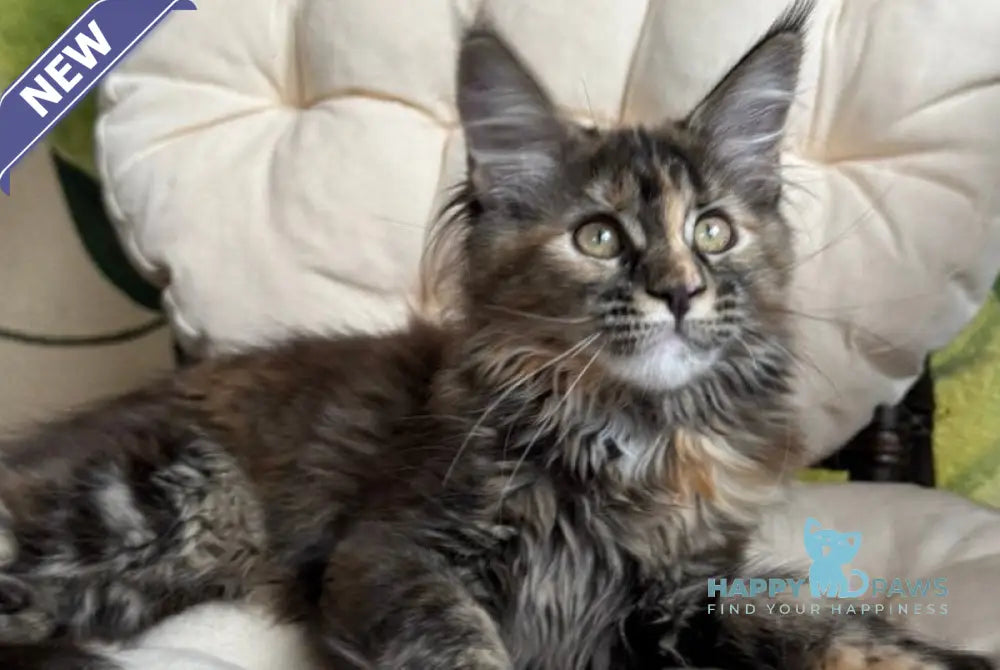 Lola Maine Coon female black tortie live animals